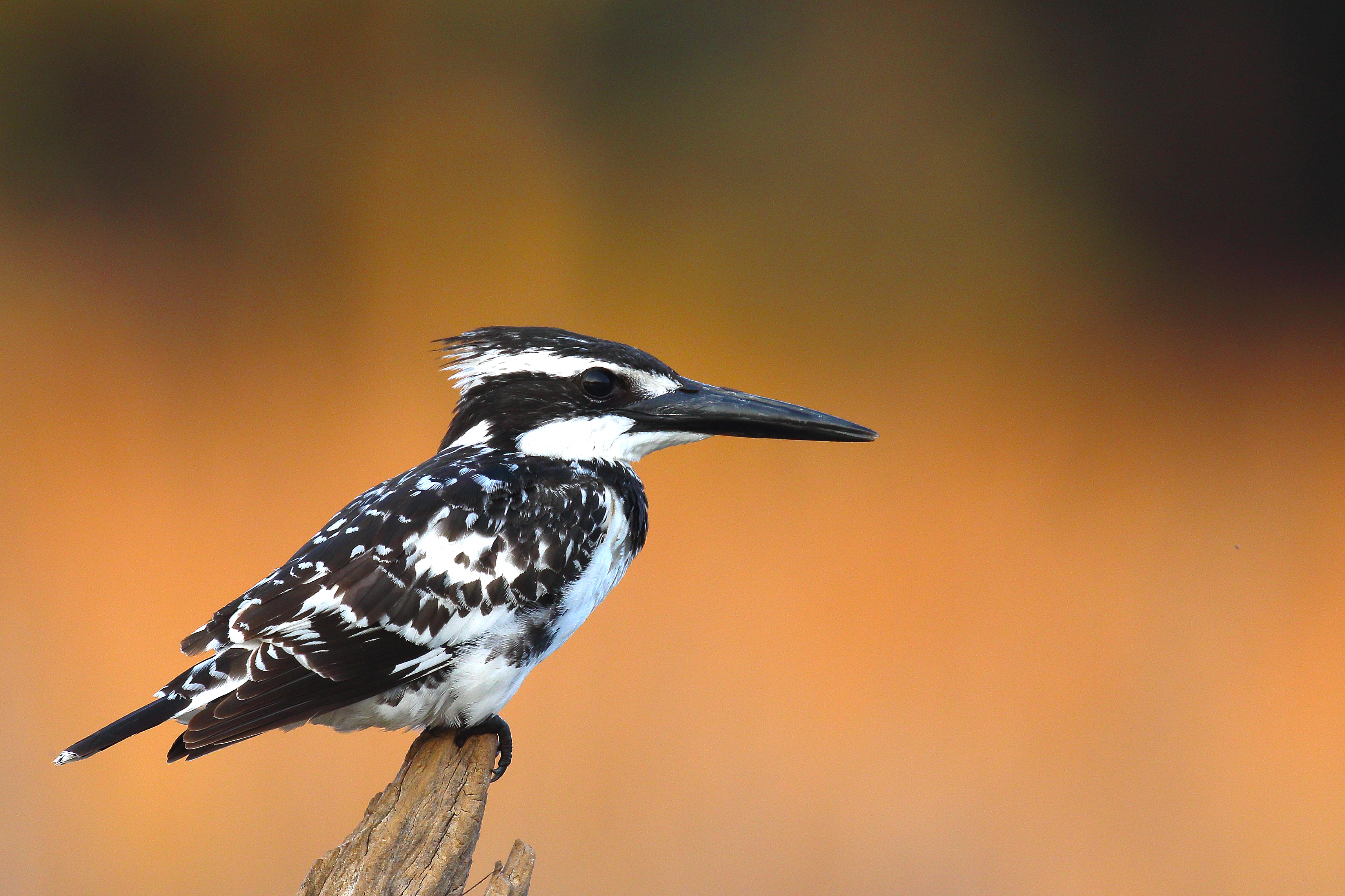 Pied Kingfisher
